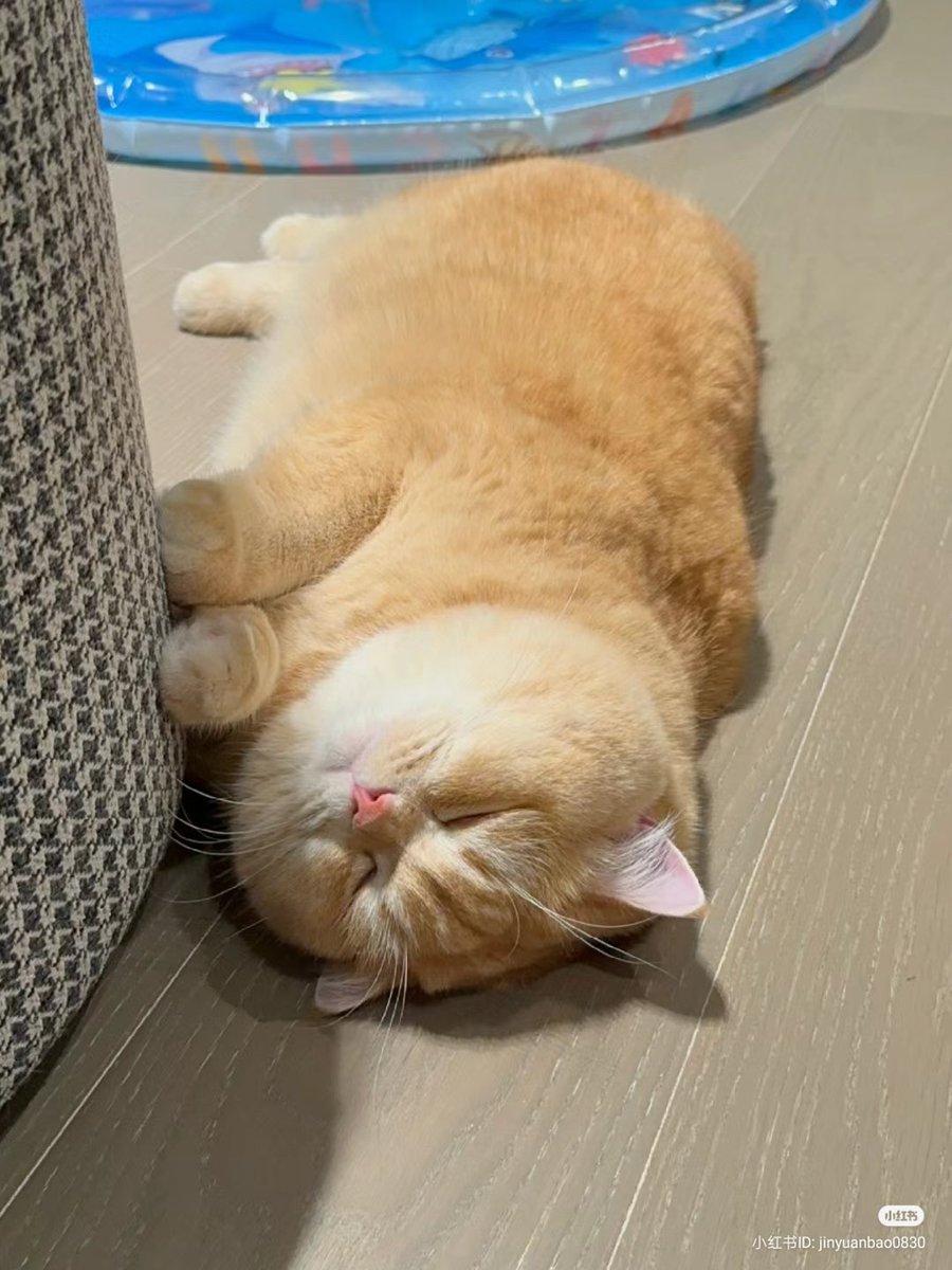 No Context Cats tweet media