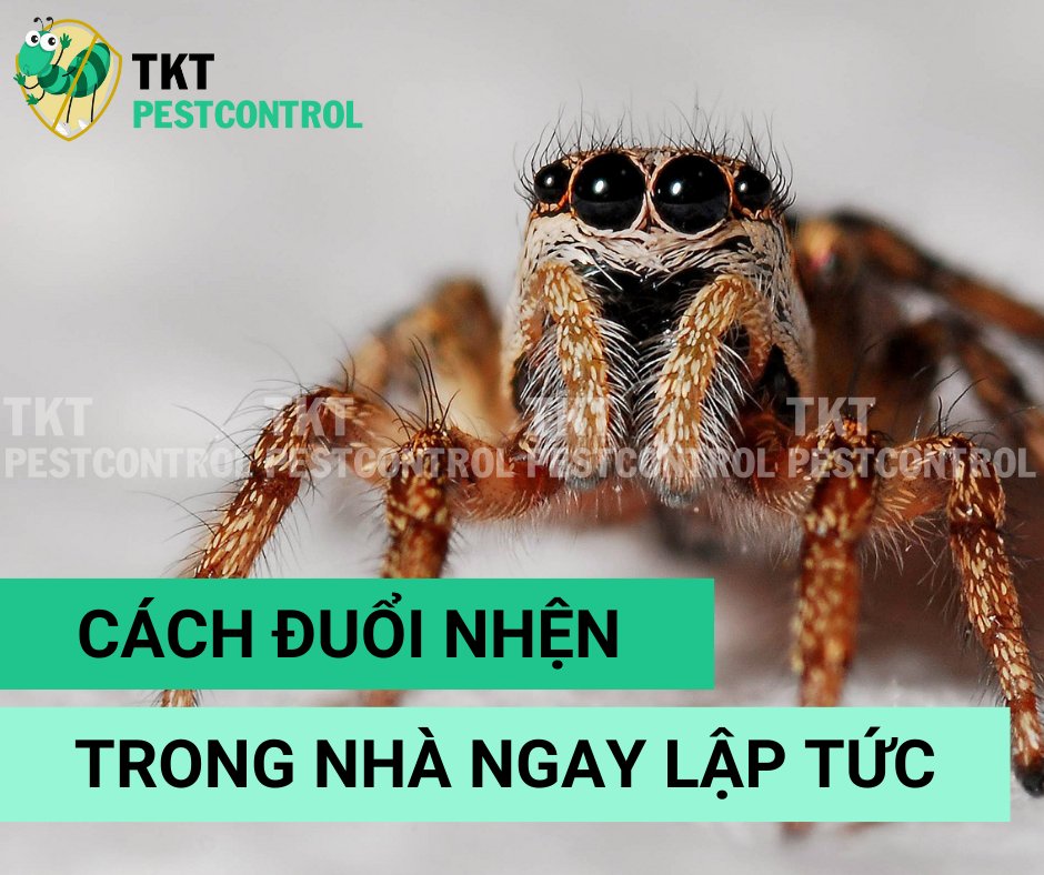 5 Cách đuổi nhện trong nhà ngay lập tức dlvr.it/TDD0Nd