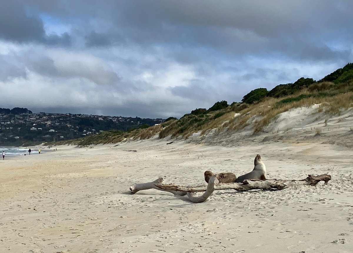 Sea lion among the drift wood catching some rays at St Kilda beach this morning.