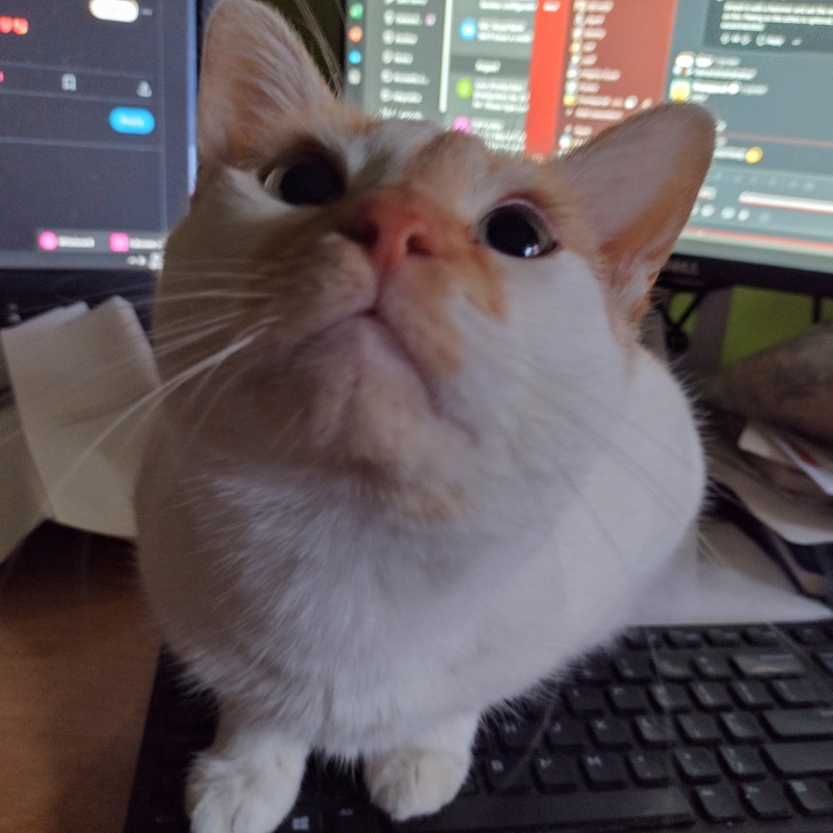 Cheddar tweet media