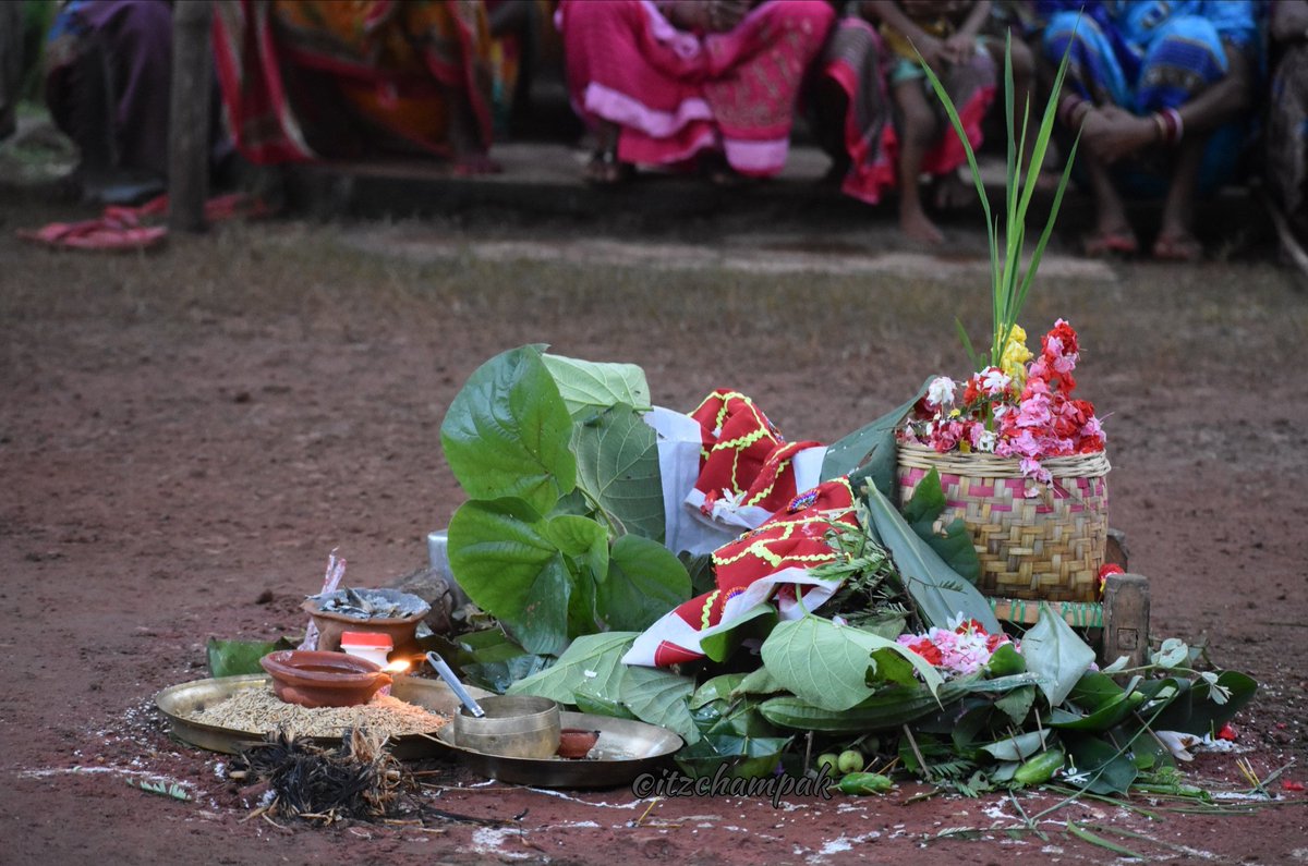 itzchampak's tweet photo. #KarmaPuja
As the Kasatandi dances to the tunes of autumn winds, tribals & farmers of North Odisha, Jharkhand, WB, CG gear up to dance to the tunes of Madala & celebrate the much awaited harvest festival, Karma Puja/Karam Parab. It is celebrated in Bhadraba Ekadashi every year. https://t.co/rzA2597Qq6