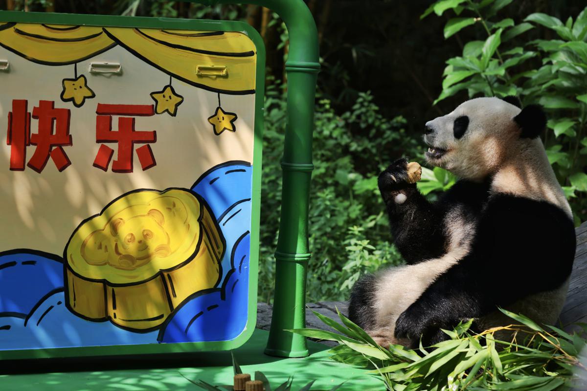 iGuangdong's tweet photo. 🐼Sister Pig, the endearing nickname of the daughter of Mengmeng, the eldest of the world's only giant #panda triplets, and her mother celebrated their first #MidAutumnFestival🎉 together on Friday at the Chimelong Safari Park in #Guangzhou. #VisitGD https://t.co/sbinnZRdKT https://t.co/NLAjCVQ9fh