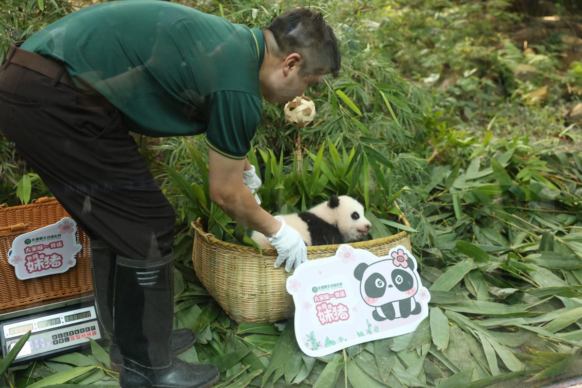 iGuangdong's tweet photo. 🐼Sister Pig, the endearing nickname of the daughter of Mengmeng, the eldest of the world's only giant #panda triplets, and her mother celebrated their first #MidAutumnFestival🎉 together on Friday at the Chimelong Safari Park in #Guangzhou. #VisitGD https://t.co/sbinnZRdKT https://t.co/NLAjCVQ9fh