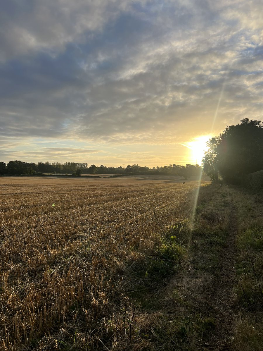 About 30 meadow pipet  over me this morning on the old dog walk …