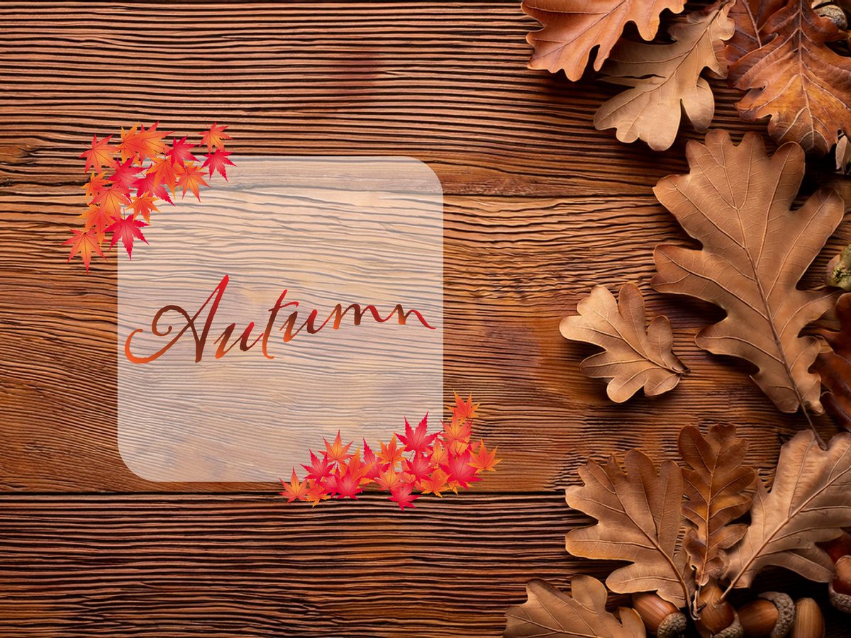 こんにちは⸜(*ˊᵕˋ*)⸝

まだまた暑いですが
素敵な秋シーズンがやってきましたね🍁

食欲の秋🍄‍🟫
スポーツの秋🍂

今年の秋にやってみたい事や行きたい場所、秋だからこそ食べたいものなどをリプしてね🌰🌟