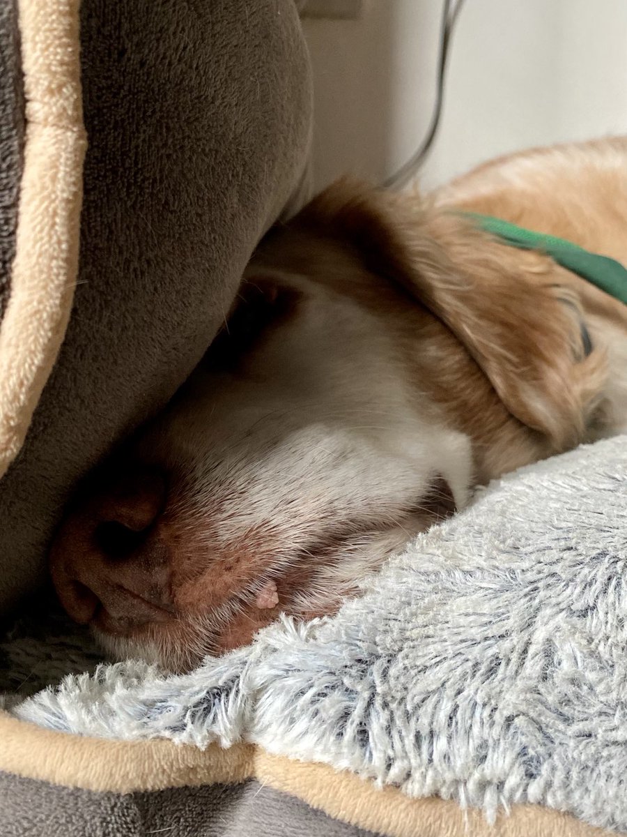 SpanielsSuper's tweet image. It’s not time to get up yet! #AnotherHour #MaybeTwo #SaturdayMorningSnoozles