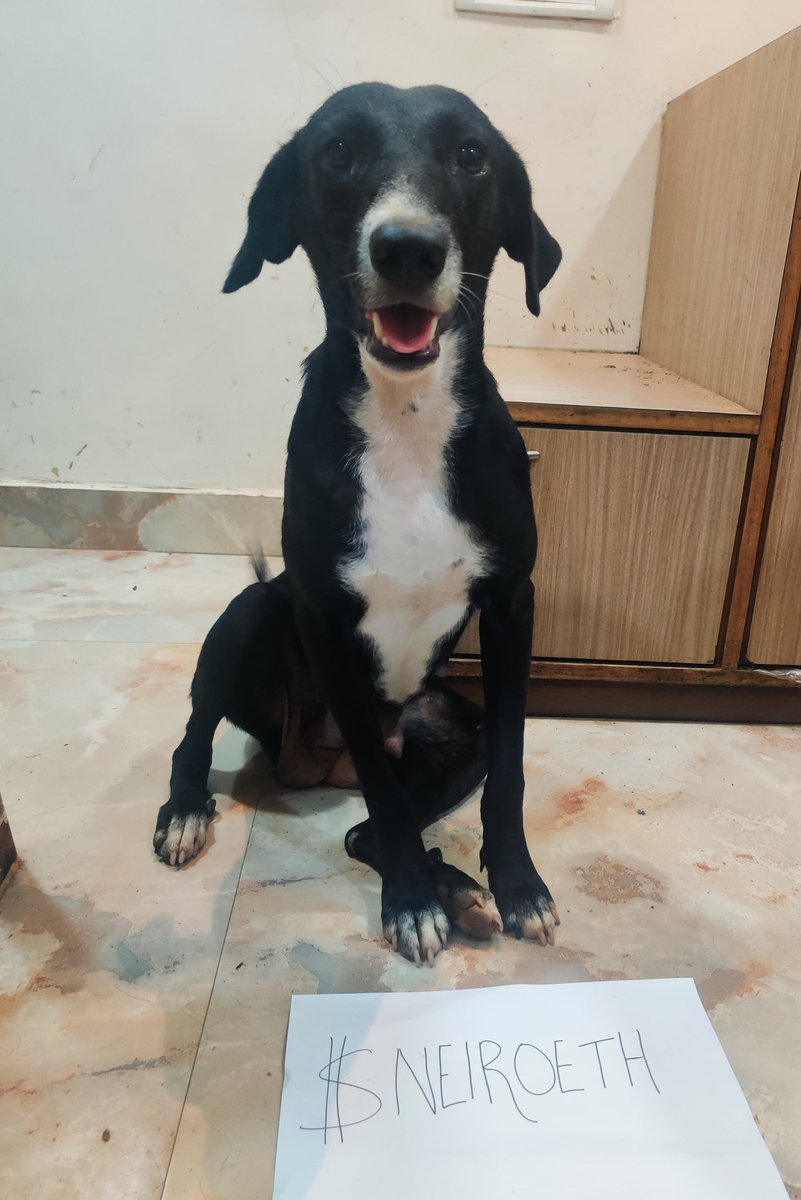 WorldForAll (@worldforall) on Twitter photo We extend our heartfelt gratitude to <a href="/NeiroOnEthereum/">Neiro On Ethereum</a> for the generous donation. Your kindness directly supports the care of our needy dogs with Adoption, feeding, vet visit and surgeries.
Your contribution makes a difference in the lives of our furry friends. Co exist We extend our heartfelt gratitude to <a href="/NeiroOnEthereum/">Neiro On Ethereum</a> for the generous donation. Your kindness directly supports the care of our needy dogs with Adoption, feeding, vet visit and surgeries.
Your contribution makes a difference in the lives of our furry friends. Co exist