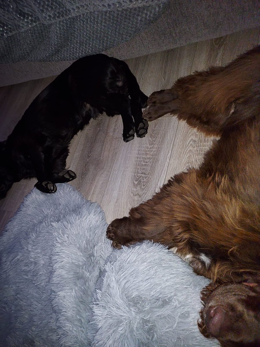 Morning.These little beauties insisted they slept in my room last night 
#cocker spanials Feddie and Bertie