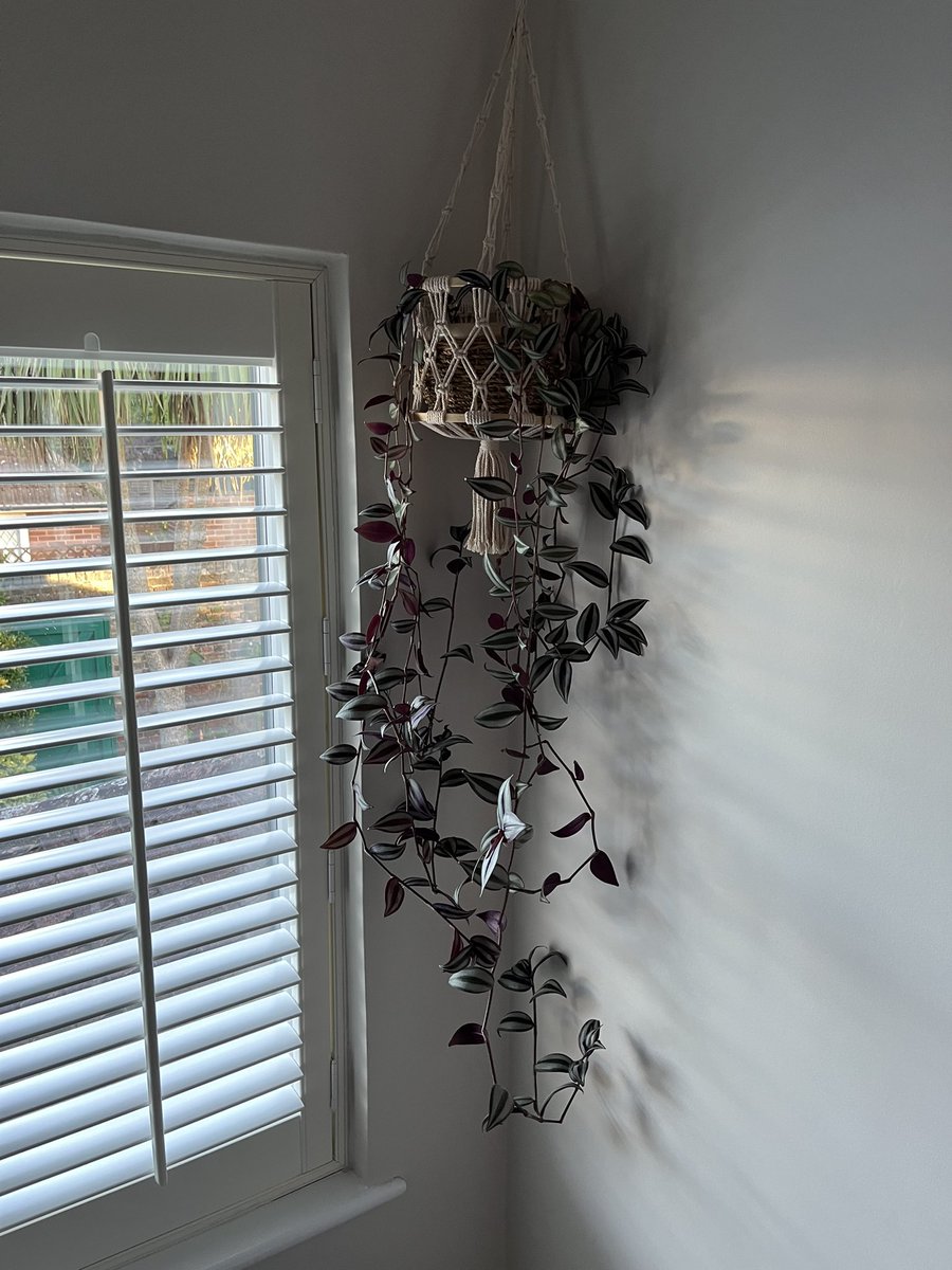 morvorenlowen's tweet photo. Yesterday I was admiring how good my tradescantia was looking. @nannerb, plant destroyer. #Houseplants #plantfail https://t.co/JcE3kwVwhN