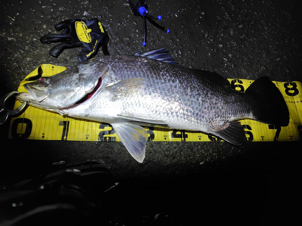 uekenfishing's tweet photo. 3週間ぶりの高知遠征にて再び無事にアカメに出会えました
後はサイズアップを目指すのみ
#アカメ
#タックルハウス
#K2F162
#浦戸湾 https://t.co/pZV3DTLas2