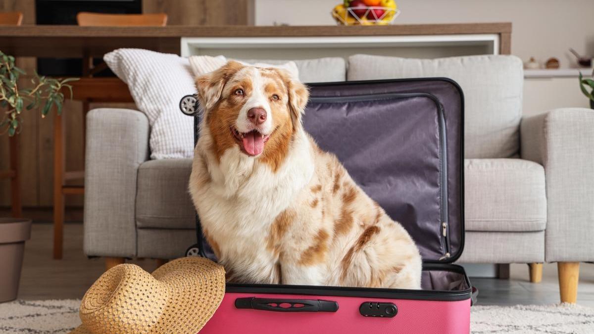 Aviso a los viajeros: a partir de ahora necesitas este documento para viajar con tu perro dlvr.it/TDDXGs <a href="/tetirounpique/">tetirounpique</a>