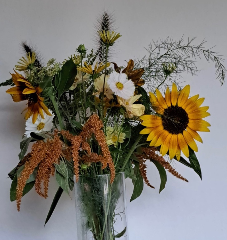 Kom je ook een mooi nazomerboeket plukken? Ook deze zondag kan dat weer op Stadstuin Zuilen, van 11-13 uur! <a href="/zoiszuilen/">Zo is Zuilen</a> @030Natuurlijk