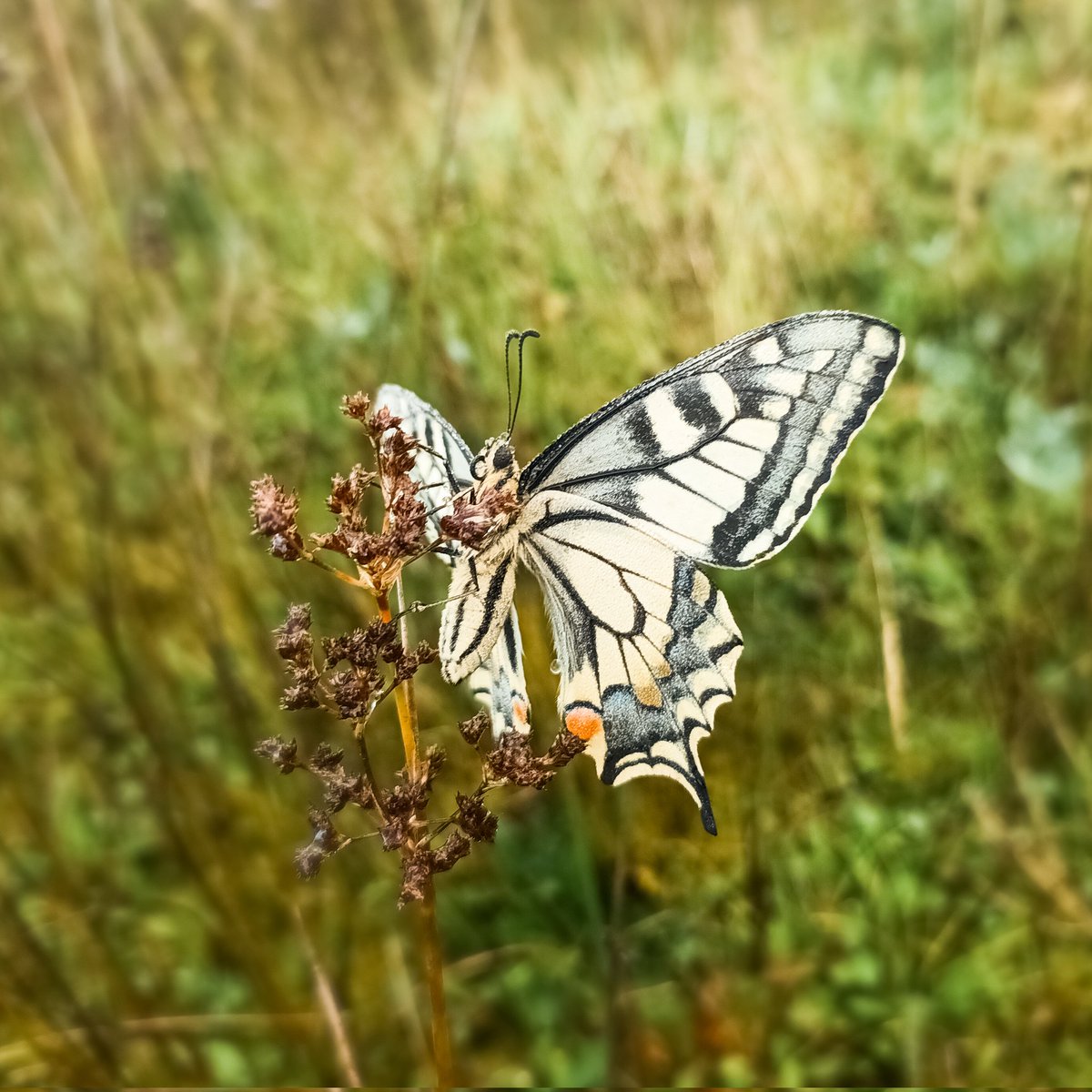 An early autumnal encounter with a swallowtail🥶 It made my day🥰😍
#Butterflies #WeekendVibes #NaturePhotography