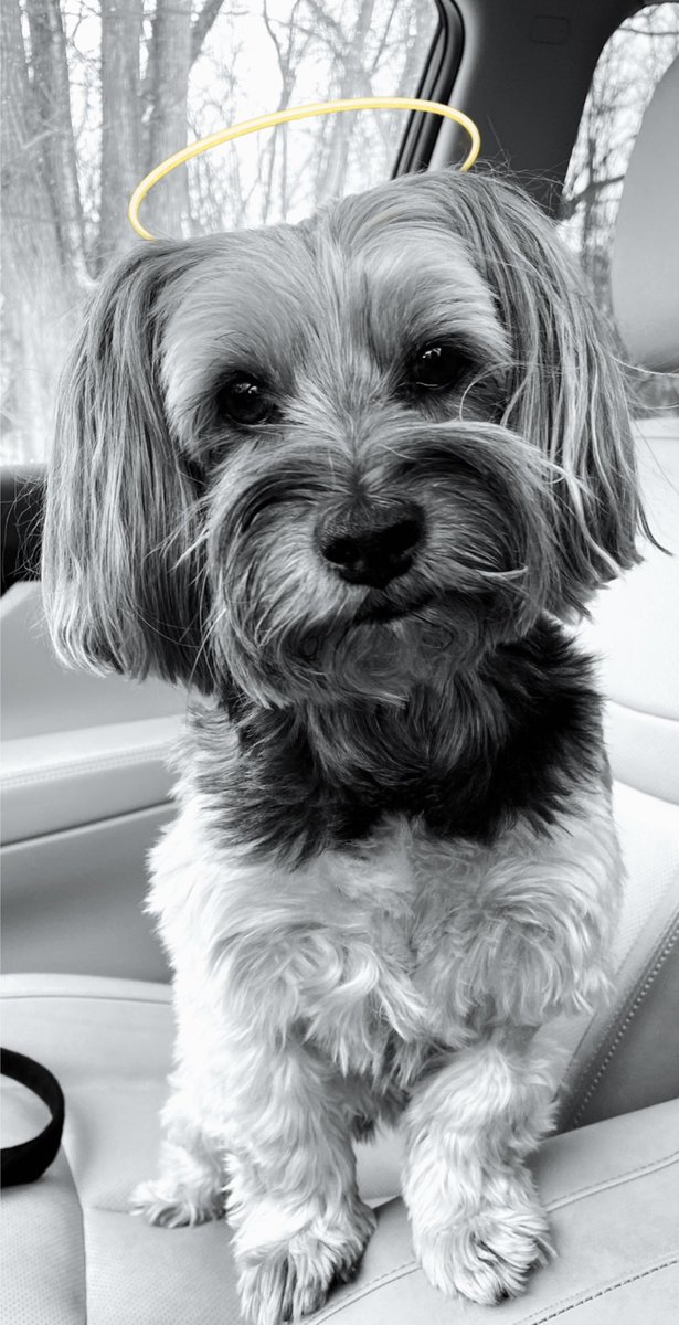 paTrick_H____'s tweet image. Happy born day, Bear. First one without you. Miss you  everyday. 🐾#FamilyIsEverything 
#FamilyIsForever