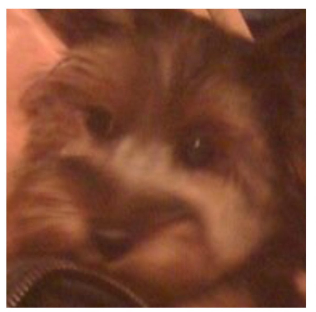 paTrick_H____'s tweet image. Happy born day, Bear. First one without you. Miss you  everyday. 🐾#FamilyIsEverything 
#FamilyIsForever