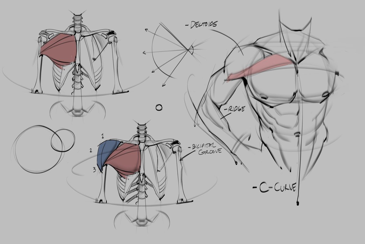 Morning anatomy sketches, again from watching <a href="/prokotv/">Proko</a> youtube channel!  #chest #torso #ribcage #lineart #gottogetbetter #figuredrawing #gesturedrawing #abs #muscles #goals