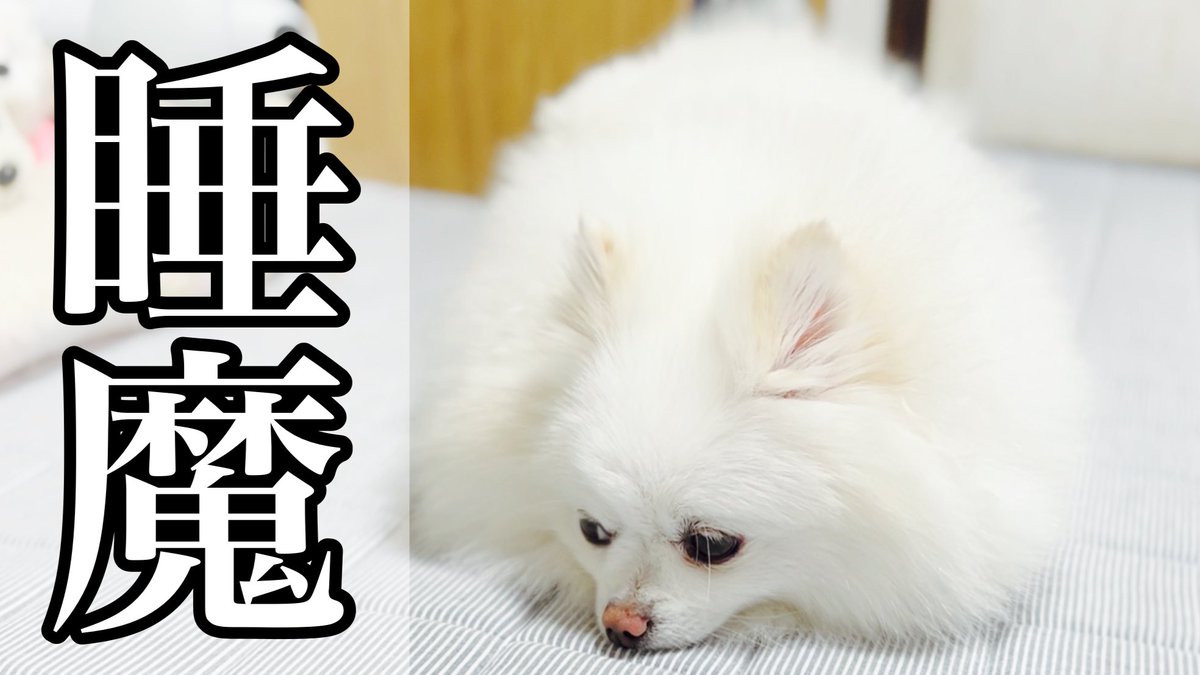 moko777channel1's tweet photo. 動画アップしました!
眠気と戦う行動がかわいすぎるポメラニアン
https://t.co/GWpRl4DVTa
【ポメラニアンのモコちゃんねる】
毎週月、水、土曜日 18時配信予定
#犬
#ポメラニアン
#モコちゃんねる
#ドッグラン
#ブラッシング
#Pomeranian
#CuteDogs
#PetVlog
#DogLovers
#FluffyDogs
#犬好き https://t.co/JULBljvlXg