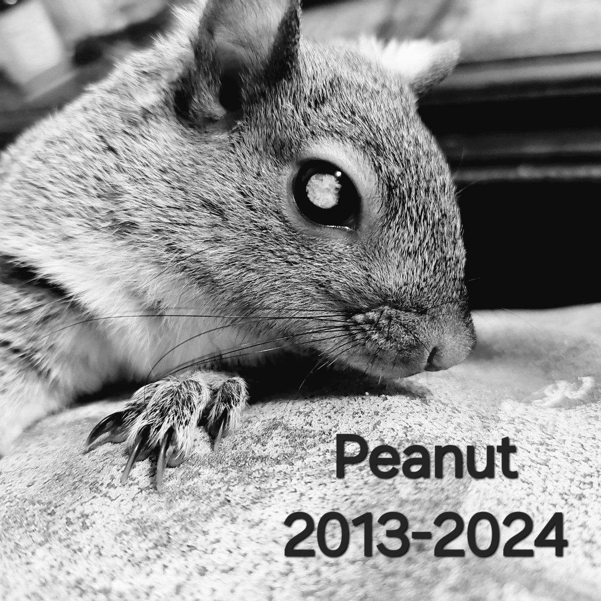 FourWands Wildlife tweet media