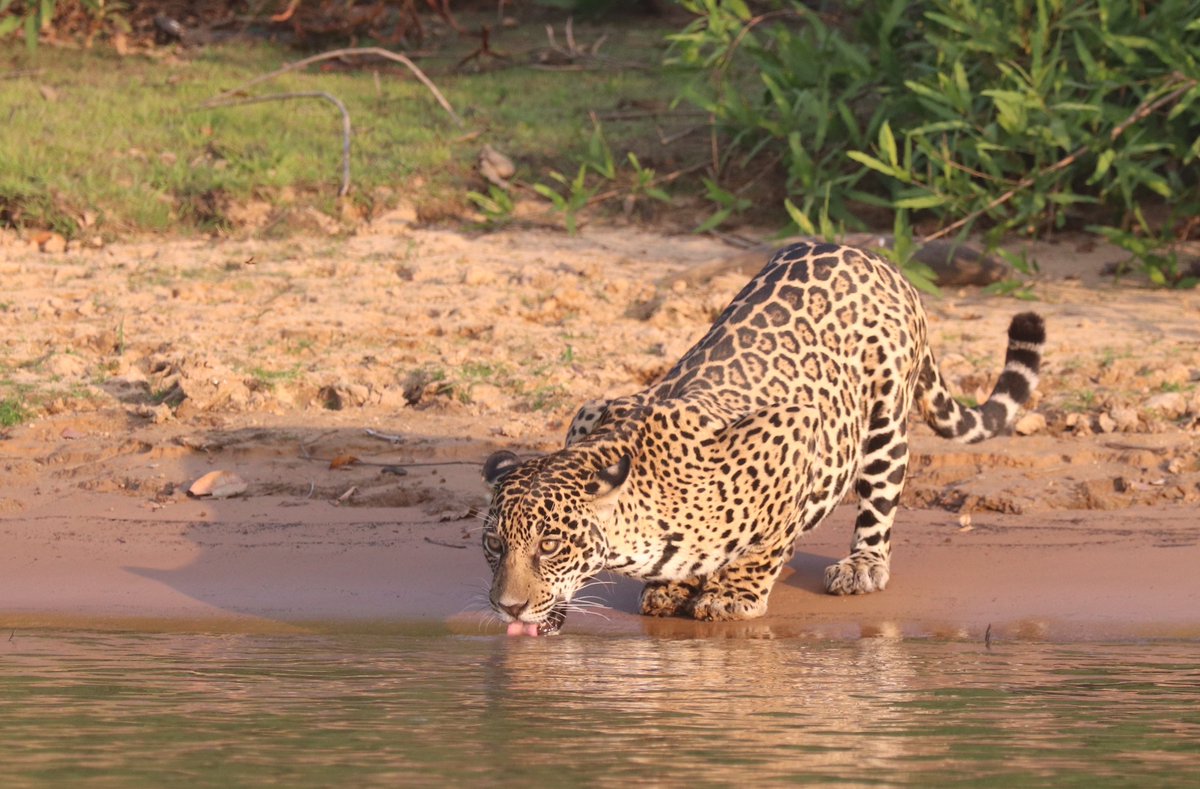 birdfossil's tweet image. I spent two weeks in August in Brazil, with a particular species my number one target. Incredibly, ten separate individuals seen in total. #jaguar #pantanal