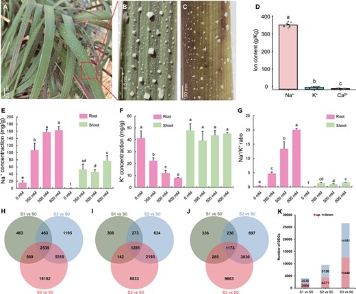 Hortres's tweet photo. Uncovering salt tolerance in Spartina alterniflora via transcriptomics &amp; NetGO 3.0. #SaltToleranceGenes #TranscriptomeAnalysis @OxfordJournals 
Details:https://t.co/vbJZK92f3E https://t.co/CZWRGLLH34