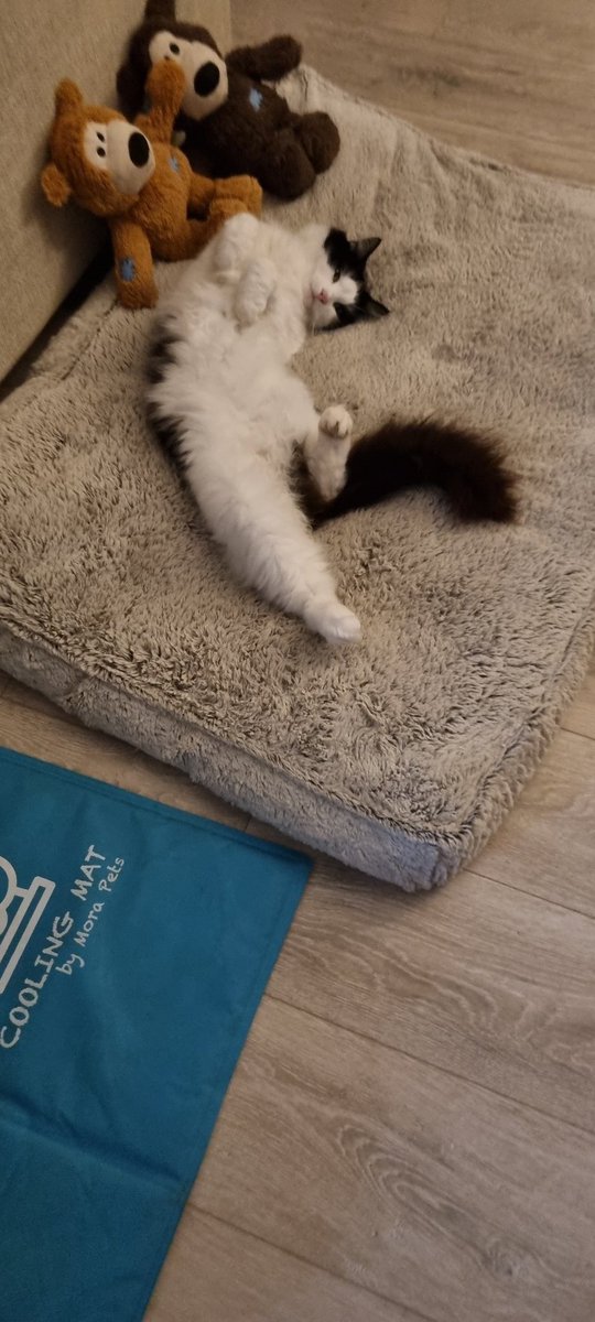 popmist19's tweet photo. @Battersea_ My Milo is a definite poser! He's a 5 year old fluff baby we got as a kitten from the RSPCA. 😼❤️ https://t.co/5juzdaJLam