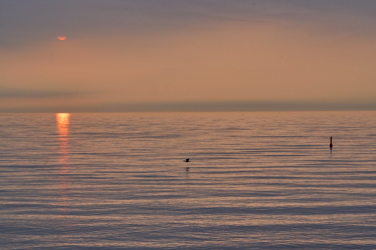 quist's tweet photo. First past the post. A Cormorant flyby on an eastern sunrise at Tommy Thompson Park. #sunrise #thespit https://t.co/NwUYcSVzNP