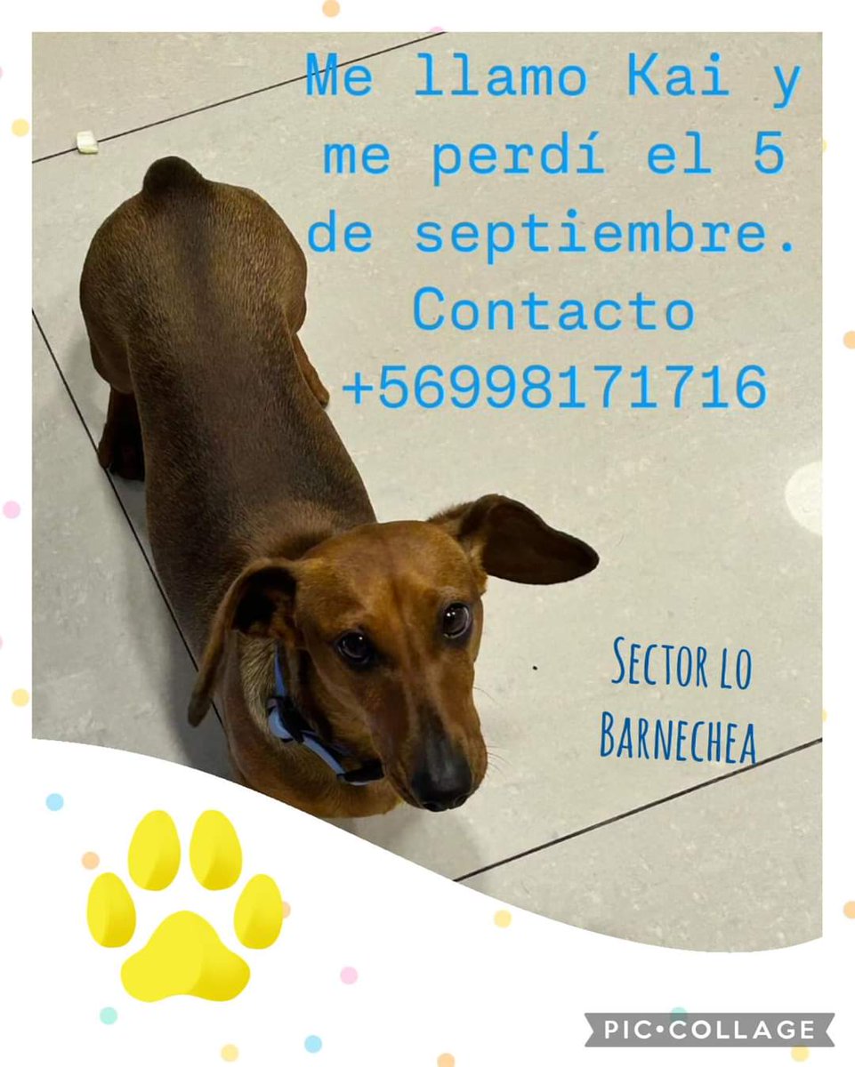 Salchichas_cl's tweet photo. Atención #LoBarnechea buscan a Kai. Favor RT! https://t.co/lPoj1m1oTH