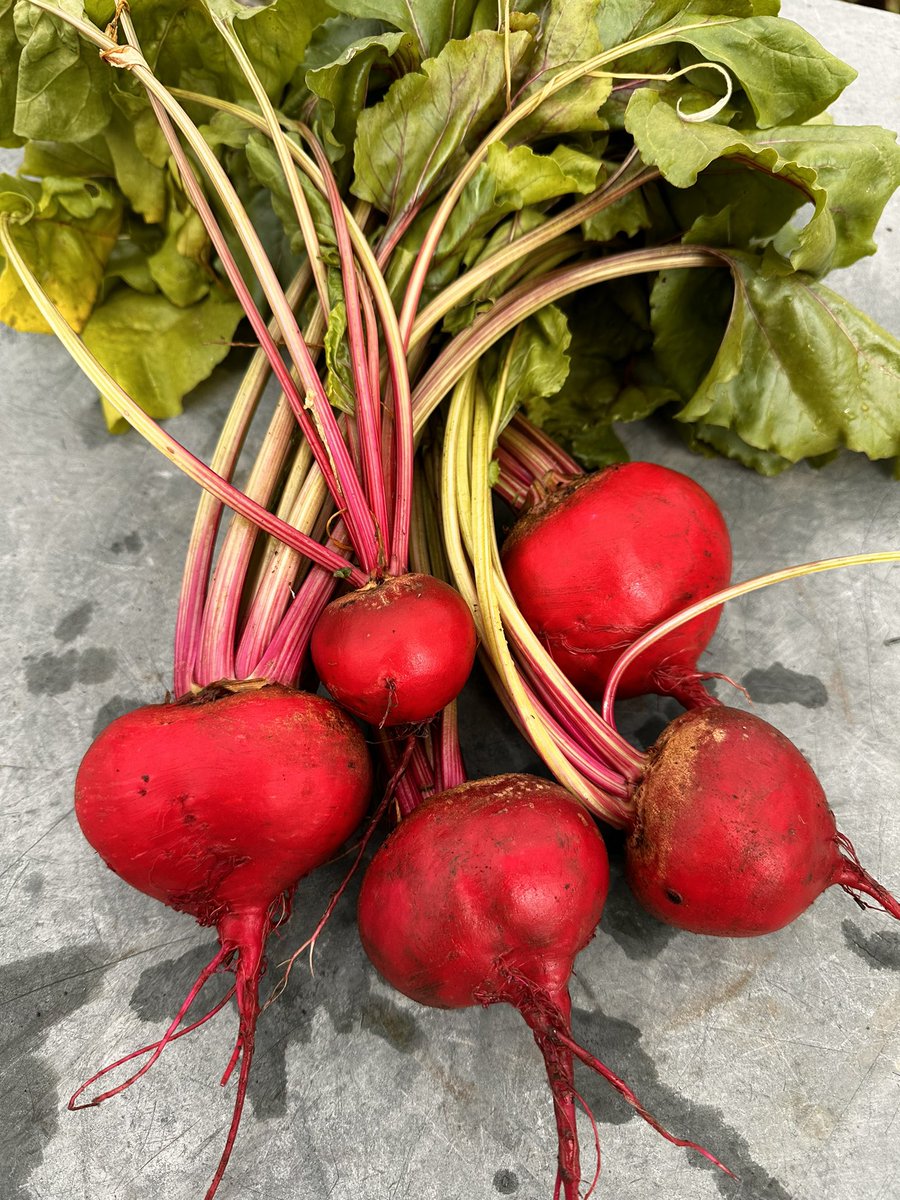 pvt_ak's tweet photo. Planted my beetroot super late this year, but no worriesโitโs powering through! ๐ช Those stems though... like a peppermint dream! ๐ฑ๐ #BeetrootMagic #LateBloomer #AllotmentLife https://t.co/9G5lcNRfE3