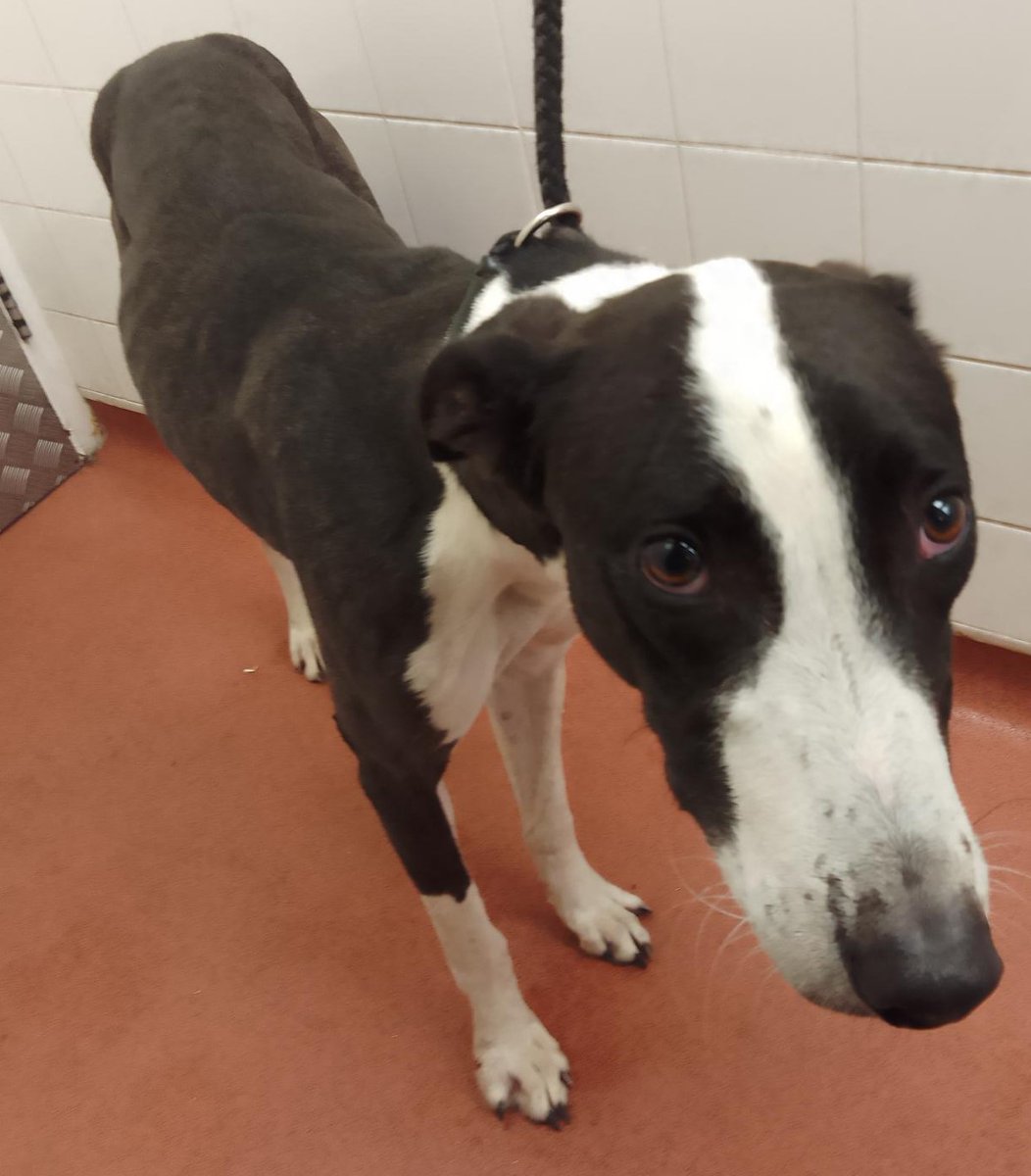 AdoptionsUk's tweet image. Please retweet to help find the owner or a rescue shelter space for this stray dog found #HOOK #HART #HAMPSHIRE #UK  Now in a council pound 🆘🆘🆘
Male, Greyhound/Lurcher, thin, no collar, no chip, found 13 September. He could be missing or stolen from another area, please share…