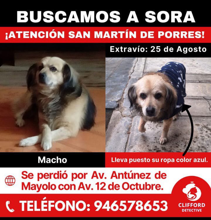 ticnt_'s tweet image. Señora de 60 años perdió a su única compañía

Lleva buscándolo ya 10 días, se perdió en SMP, no se sabe si le quitaron su ropita, pero está saliendo todos los días. Algunos vecinos la están ayudando.

Por favor distritos aledaños o cualquiera. Los pequeños caminan mucho.