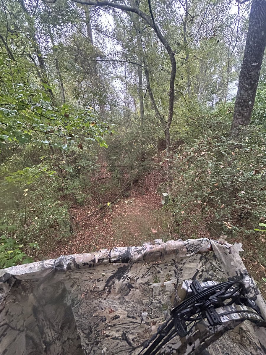 Bye Week Bandit 🦌🏹