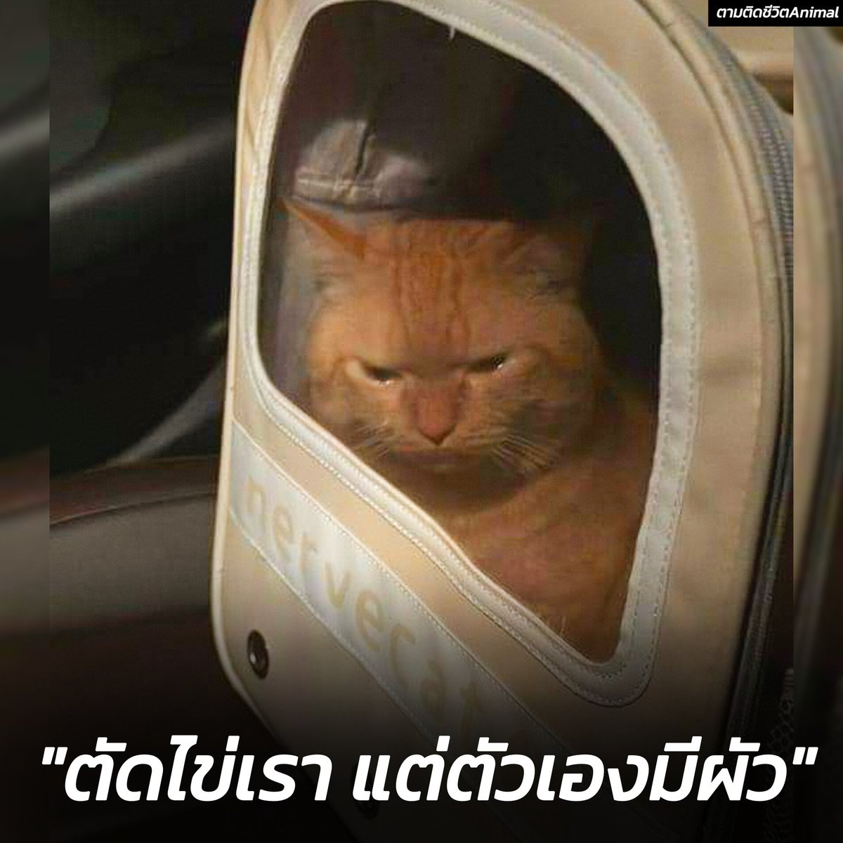 AnimalFW_TH's tweet photo. ฉันละไม่เข้าใจพวกมนุษย์จริงๆ 😿 https://t.co/n8VKD6xwm2