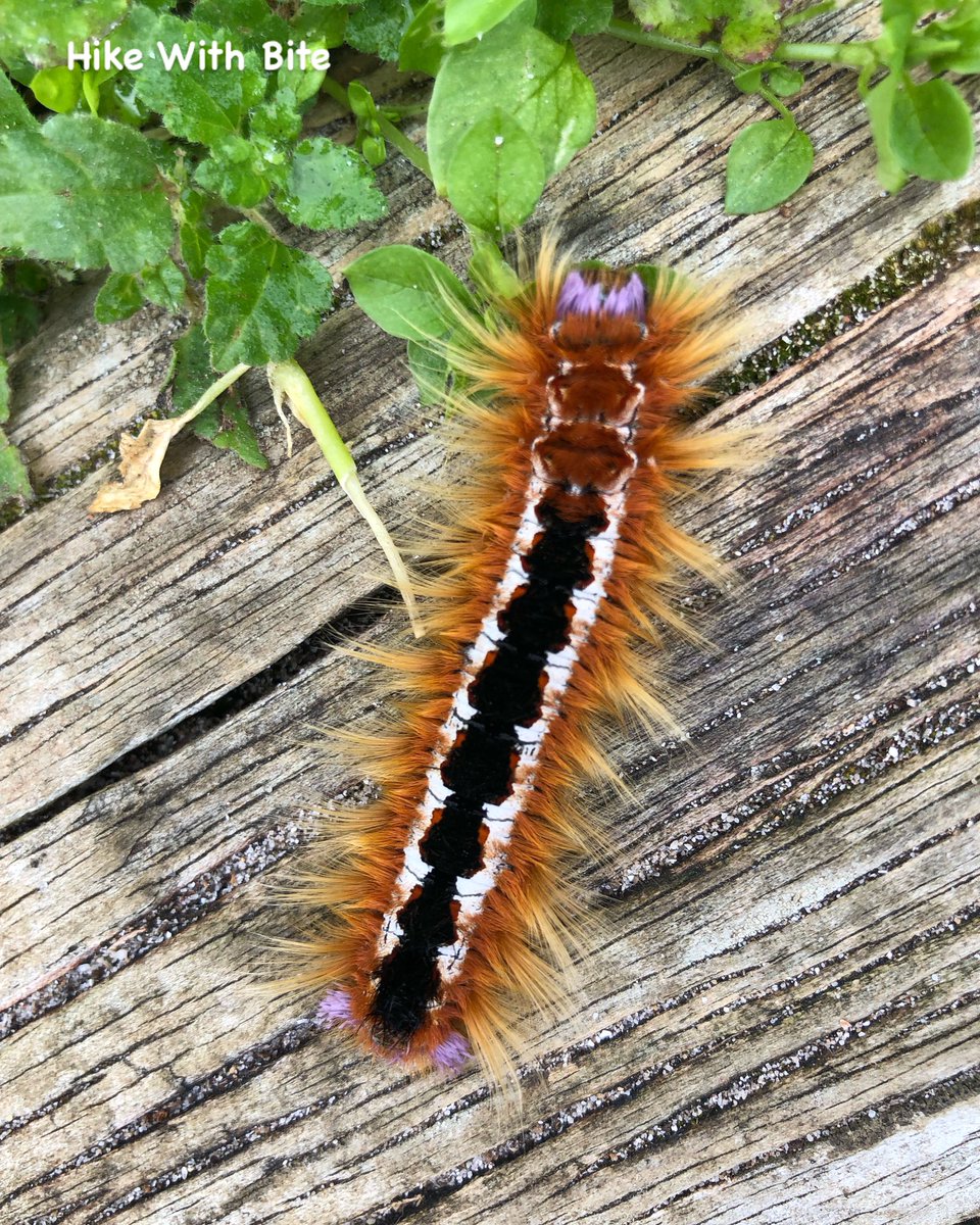 Hikewithbite's tweet photo. A decorative caterpillar, found in West Coast National park near Cape Town, South Africa. ๐๐๐
๐ Follow @hikewithbite for more exciting finds
#hikewithbite #southafrica #westcoastnationalpark #africa #caterpillar #hiking #hikingadventures #trekking #caravanning #backpacking https://t.co/QjFFm92QcS