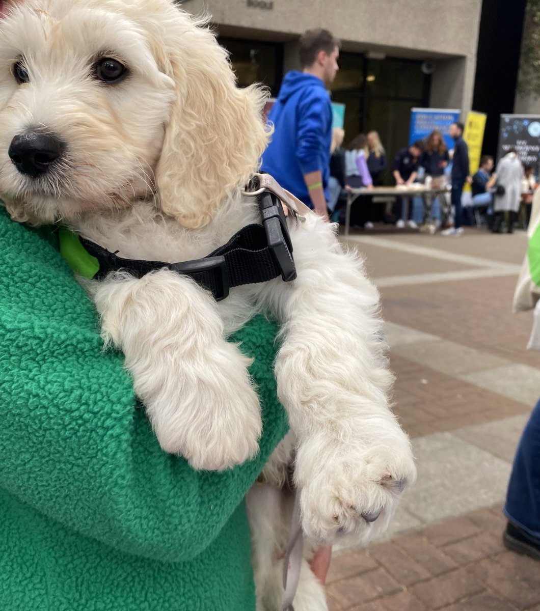 UCC Safe and Sound (@uccsafeandsound) on Twitter photo A great day at Freshers’ Fest today! It was really lovely getting to chat to so many students about the Safe and Sound project and to get so much input to our “What does it mean to be Safe and Sound” board 💙
It was also great to see <a href="/mycaninecompani/">My Canine Companion</a> puppies around campus! A great day at Freshers’ Fest today! It was really lovely getting to chat to so many students about the Safe and Sound project and to get so much input to our “What does it mean to be Safe and Sound” board 💙
It was also great to see <a href="/mycaninecompani/">My Canine Companion</a> puppies around campus!