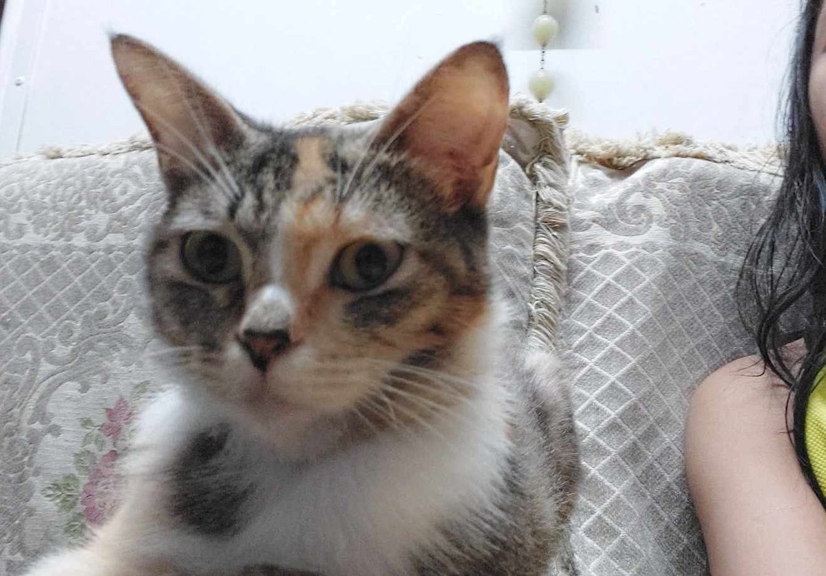 miksbuguk's tweet photo. 🐱 https://t.co/gRk68Kyvpe