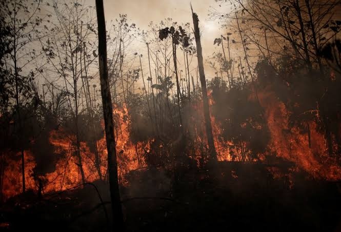 panchocaverovet's tweet photo. La Amazonía y Áncash en llamas: ¡es una emergencia!🔥🌍

Los incendios forestales están arrasando con nuestras selvas, fauna y patrimonio en Amazonas y Áncash. No podemos permitir más demoras ni corrupción que frene la ayuda. Las autoridades deben actuar YA.
@MinamPeru
@pcmperu https://t.co/IWlvmJvCWd