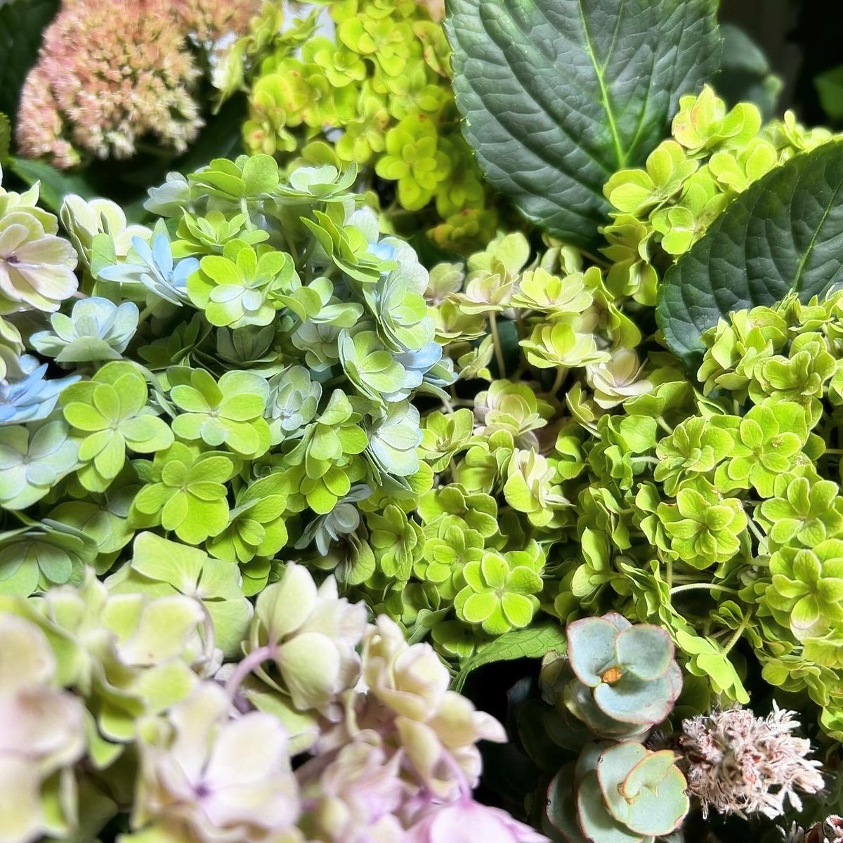 SHOParcobaleno's tweet photo. #9月/長月❦#SEPTEMBER
グレゴリオ暦で第9の月:30日
夏と秋の境目の季節
和名月名
夜長月・彩月・紅葉月・稲刈月・菊月など
旬の植物
ススキ・菊・コスモス・リンドウ
桔梗・ケイトウ・ダリアなど
#autumn #hydrangea #eucalyptus #aussieplants #flower #photography #photo #秋 #暦 #写真 #花 https://t.co/yBtyAATd87