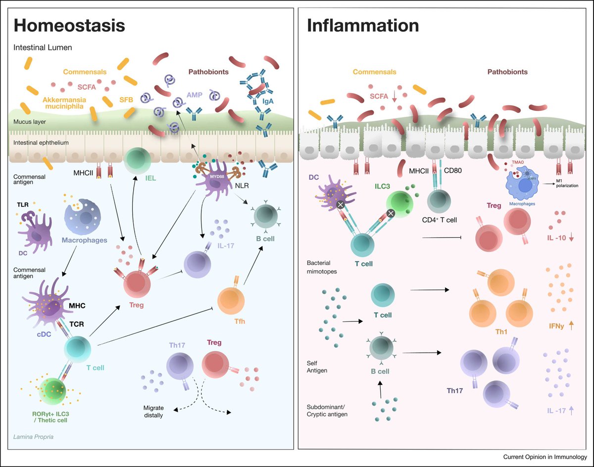 Samuel P. Nobs (@nobssamuel) on Twitter photo Ever wondered how the microbiome controls antigen presentation in immunity? Check out our review on the latest developments in the field
<a href="/Elinav_Lab/">ElinavLab</a> <a href="/gayatree620/">Gayatree Mohapatra (ଗାୟତ୍ରୀ ମହାପାତ୍ର)</a> <a href="/asokan_sahana_/">Sahana Asokan</a> & Yiming He
sciencedirect.com/science/articl… Ever wondered how the microbiome controls antigen presentation in immunity? Check out our review on the latest developments in the field
<a href="/Elinav_Lab/">ElinavLab</a> <a href="/gayatree620/">Gayatree Mohapatra (ଗାୟତ୍ରୀ ମହାପାତ୍ର)</a> <a href="/asokan_sahana_/">Sahana Asokan</a> & Yiming He
sciencedirect.com/science/articl…