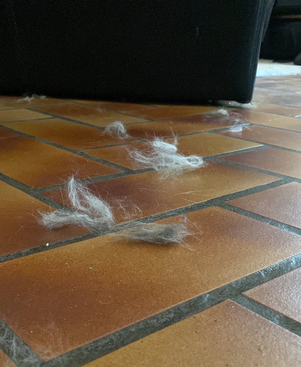 Groscar2's tweet image. Il a eu un très très gros combat ce matin 🐈 
🎙️ « Oui cété siper rigolo mais là je vais faire dodo » - Milou