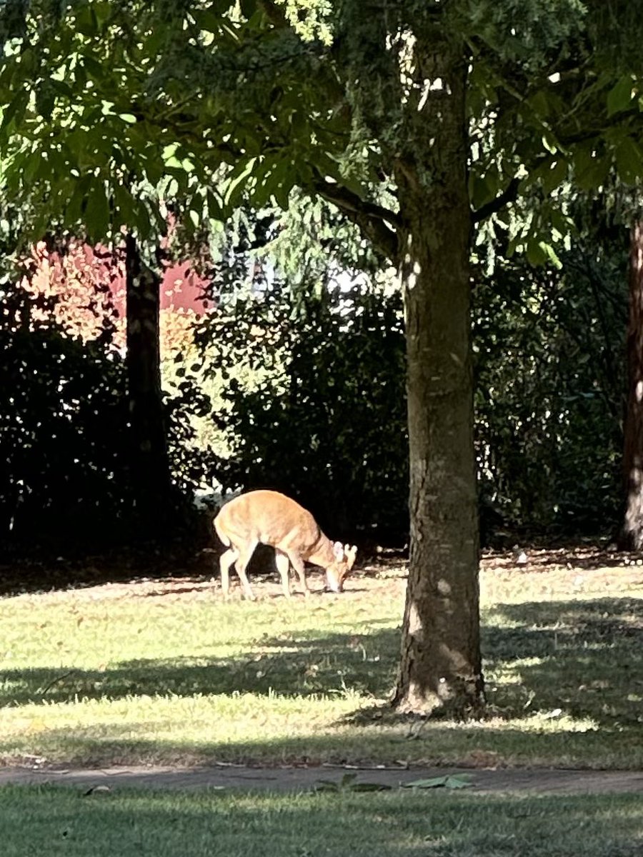 DrJoScience's tweet photo. This week has involved lots of working with grown-ups.
I’ve been talking #ResearchIntegrity with Universities, visiting an incredible library and beautiful sunset over the Tyne, and spotting deer @BabrahamInst @BabrahamUK between lab talks #CuttingEdgeScience #ScienceIsEverywhere https://t.co/wVR0jVBTMe
