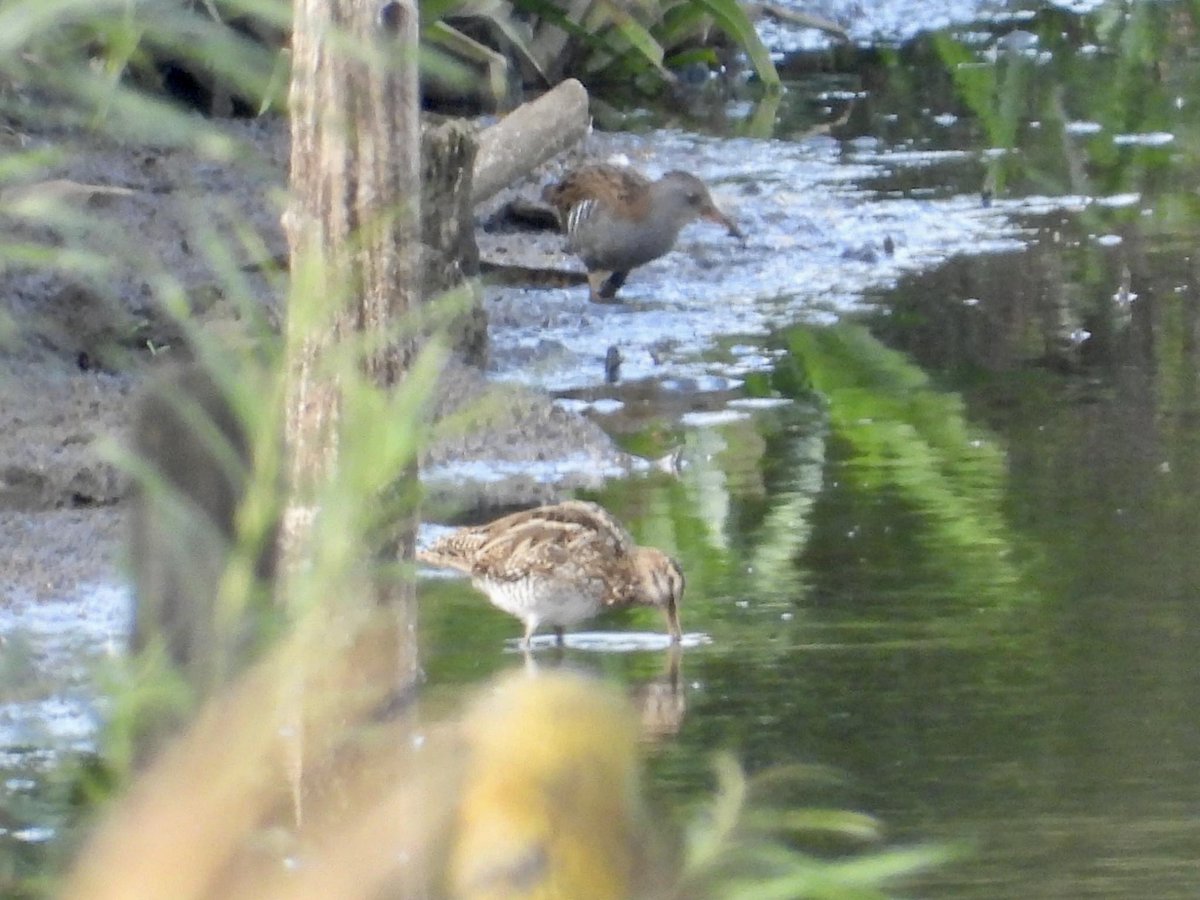 Mightychub's tweet photo. An enjoyable evening birding the #localpatch with @DerwentBirder #WyverlaneNR @DerbysWildlife #derbyshirebirds @DanielCMartin1 @Willowglass12 @cockayne_simon Water rail 4 Snipe still 2 Common Sandpiper, 3 Shoveler 5 Kestrel Kingfisher the highlights @chriscx5001 https://t.co/rIp112ANU9