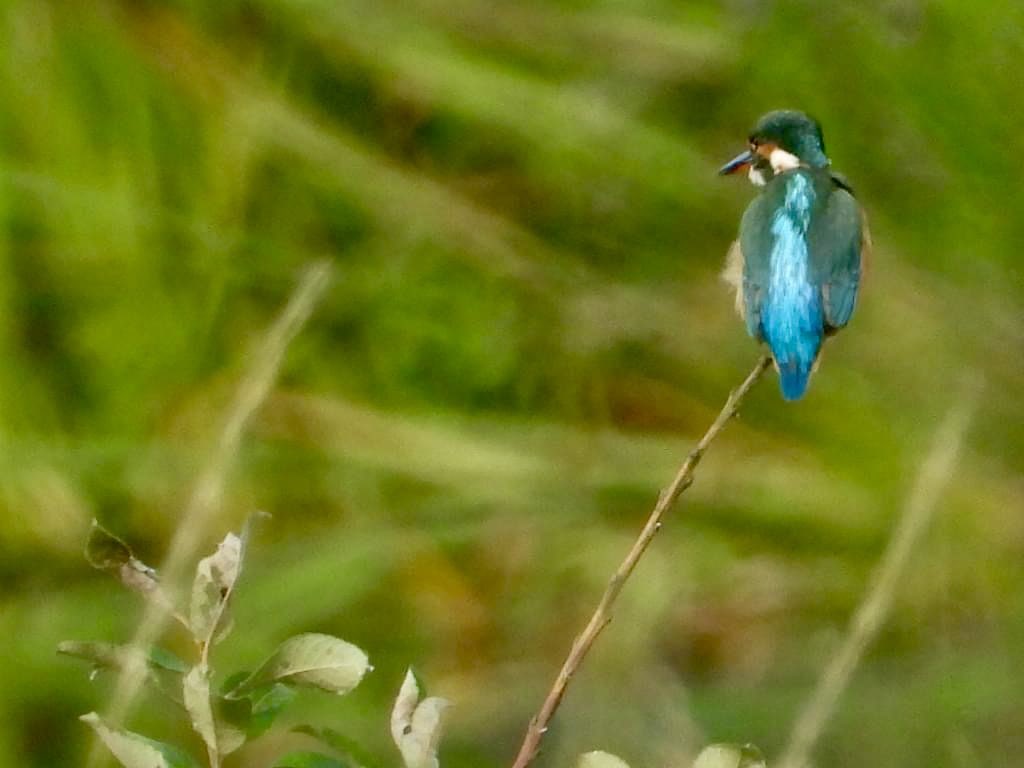 Mightychub's tweet photo. An enjoyable evening birding the #localpatch with @DerwentBirder #WyverlaneNR @DerbysWildlife #derbyshirebirds @DanielCMartin1 @Willowglass12 @cockayne_simon Water rail 4 Snipe still 2 Common Sandpiper, 3 Shoveler 5 Kestrel Kingfisher the highlights @chriscx5001 https://t.co/rIp112ANU9