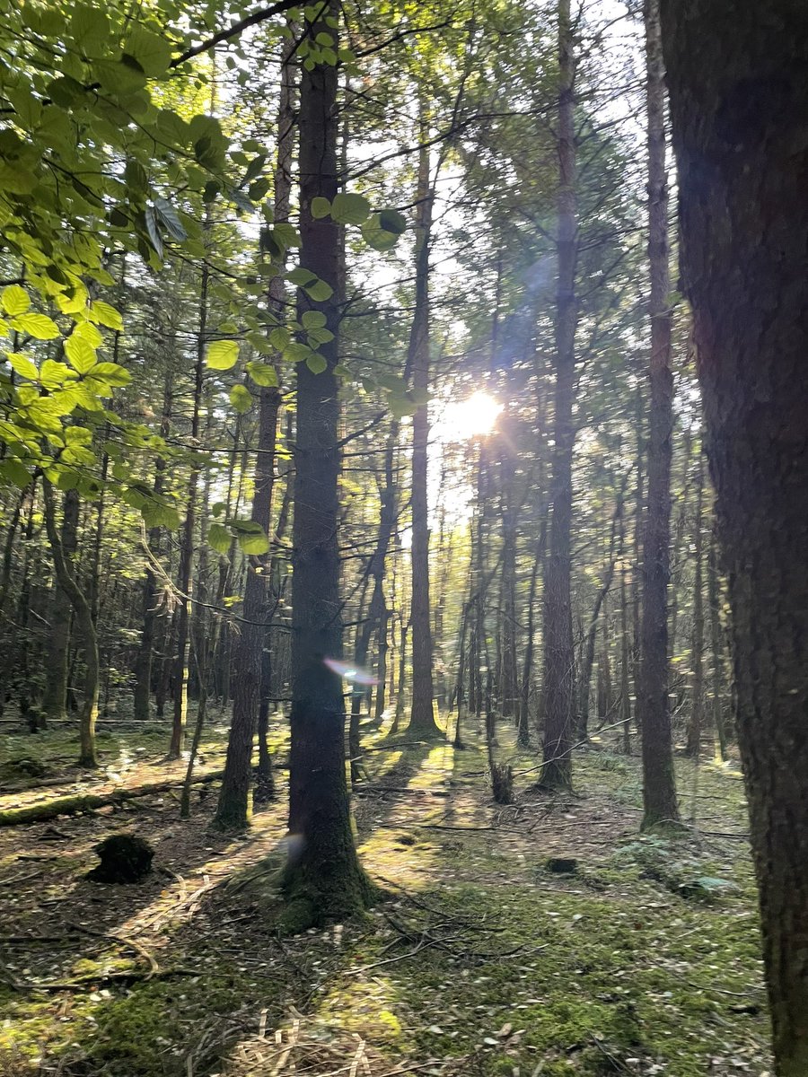 Valley_40's tweet photo. Advantage of having to drop daughter off at work is seeing the balloon ascent followed by a lush walk in the woods with nobody about #SaturdayMood #TreeClub #moodboost https://t.co/MJHfj90LkO