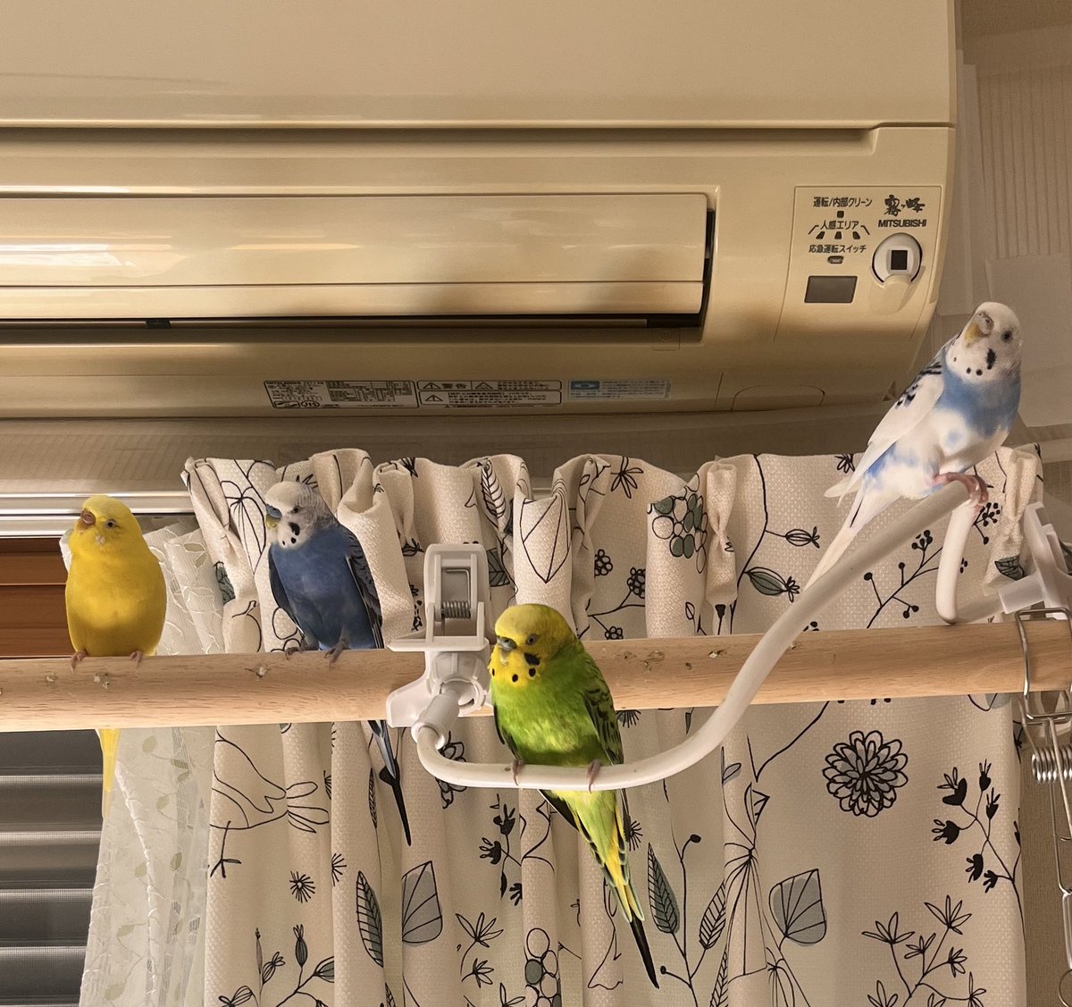 piloandpo's tweet photo. 休日は、
とぼけた顔して帰宅拒否します☺️
 #セキセイインコ
 #鳥好きさんと繋がりたい https://t.co/Zw2BZb2oxz