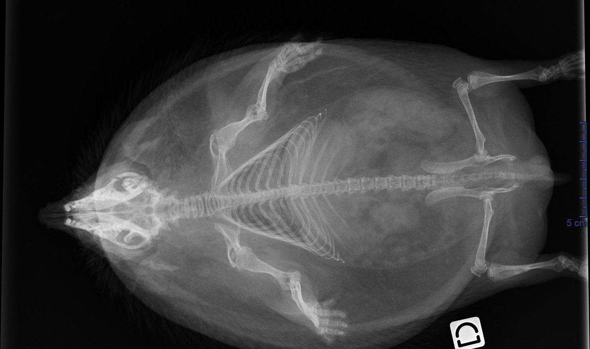 Astropierre tweet media