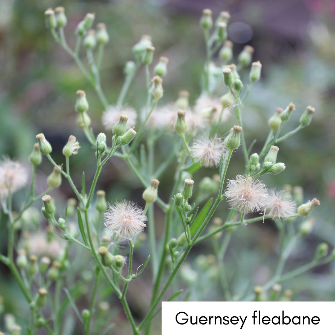 Join Amanda Tuke to hunt plants which arrived more recently in London’s green spaces, find out how they might have reached our city

Mitcham Common Walk Series: New Arrivals
Sat 28 Sept 3pm
Book: slbi.org.uk/event/mitcham-…

#SLBI #cityplants #londonplants #newplants #botany #mitcham
