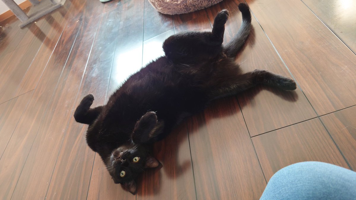 ねっこせらぴー中
