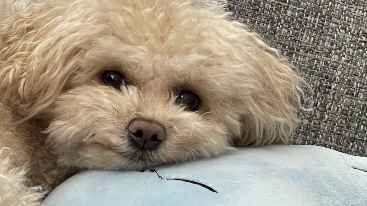 bernberrn's tweet image. Yorgun evlat 🐾

 #teddy #TEDDYBEAR #toypoedel #toypoodel 🌸