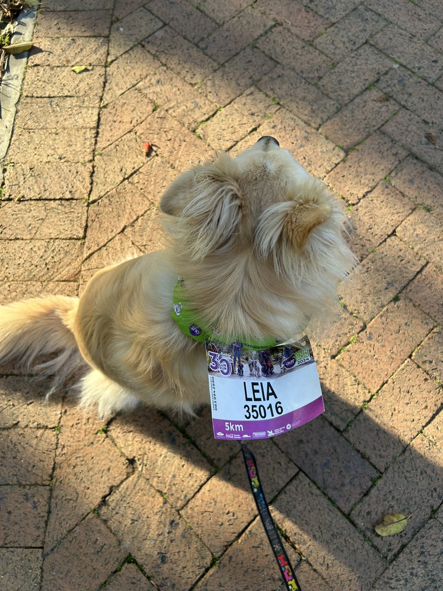 leighwatermouse's tweet image. Different type of Gun Run for me this year. 5km pet walk with my BFF #GunRun