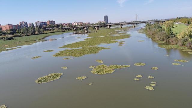 La broma del mes.
C. Hidrográfica del Guadiana pide que la Junta de Extremadura y el ayuntamiento de Badajoz se impliquen en la lucha contra el nenúfar.
Ahora con el cambio de gobierno pide lo que nunca le pidió al anterior. No se puede ser más arrastrado para llenar la nevera.